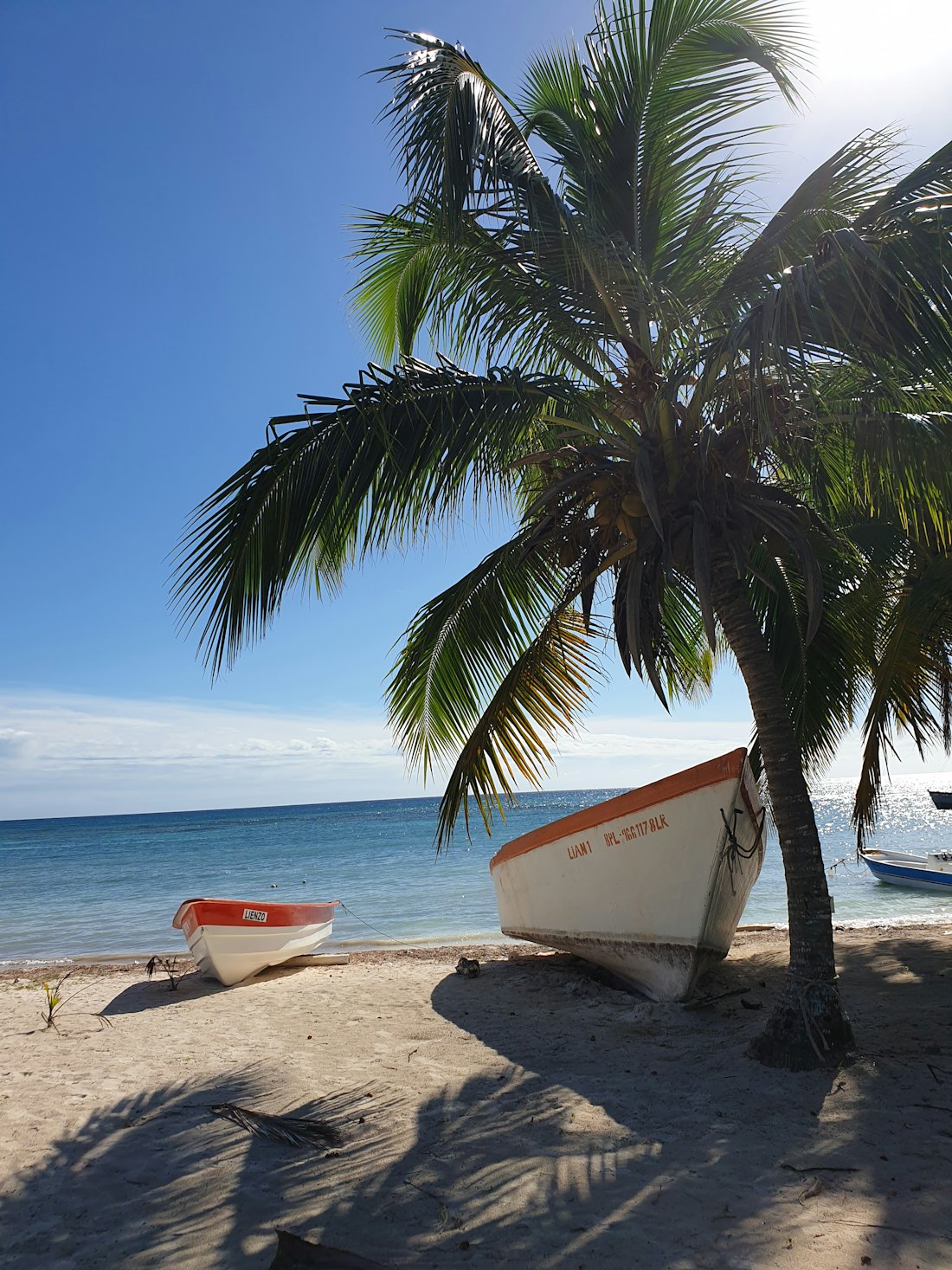 A fishing boat under a leaning palm on Saona — Bayahíbe & La Romana, Dominican Republic