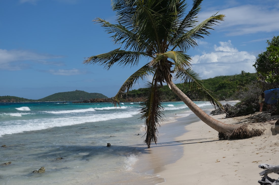 A palm curving over the beach — Bayahíbe & La Romana, Dominican Republic