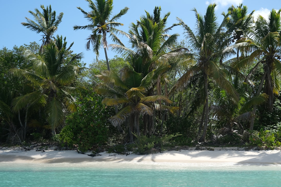 Tropical beach and clear shallows — Bayahíbe & La Romana, Dominican Republic