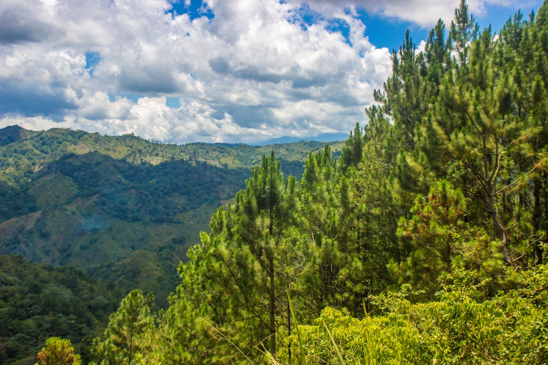 Pine forest under a blue sky — Jarabacoa & Constanza, Dominican Republic