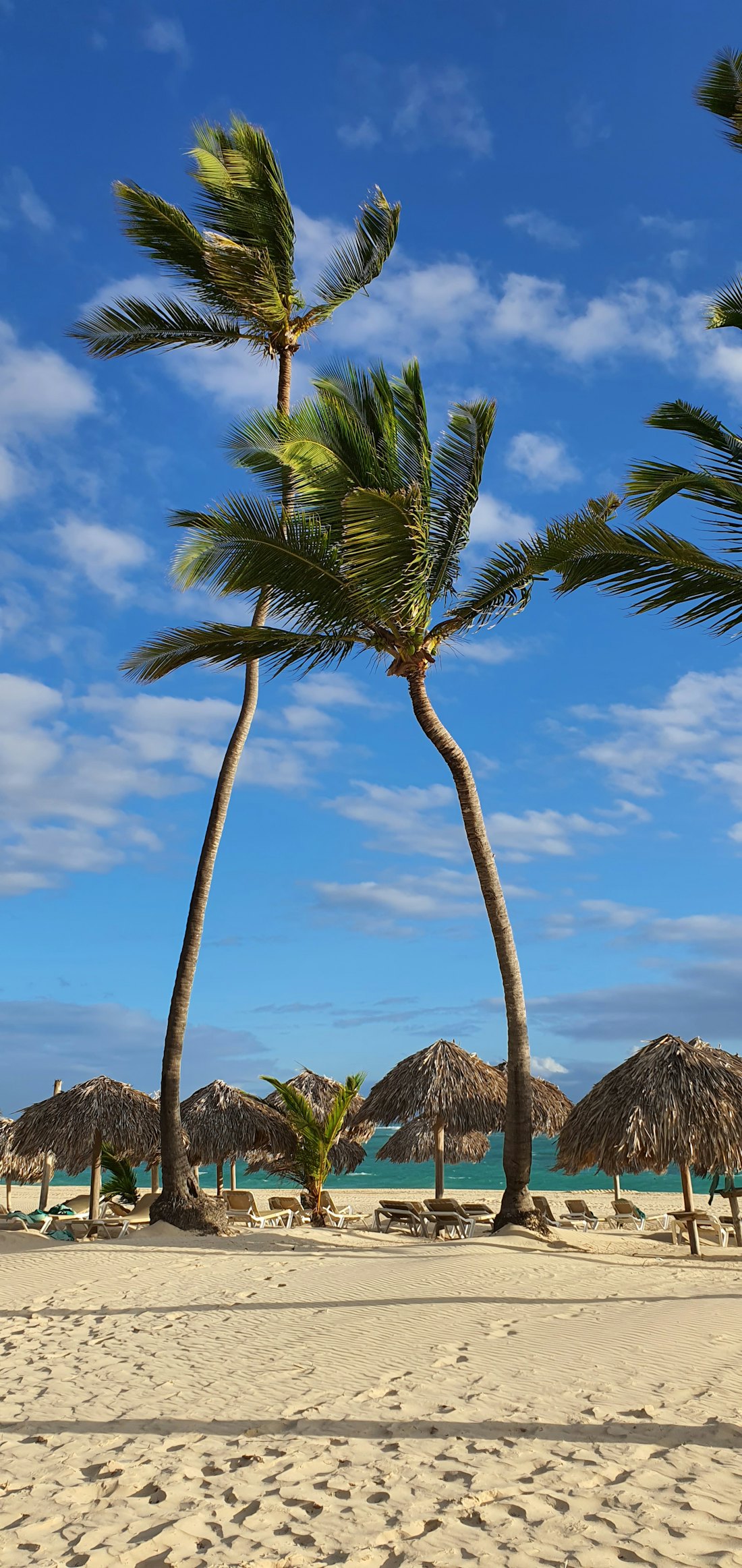 Tall coconut palms against a bright sky — Punta Cana, Dominican Republic