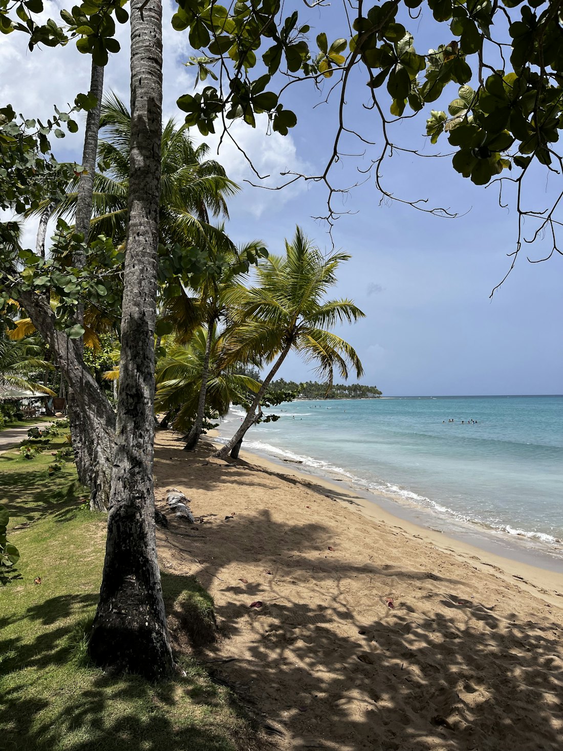 A palm-fringed beach on the peninsula — Samaná & Las Terrenas, Dominican Republic